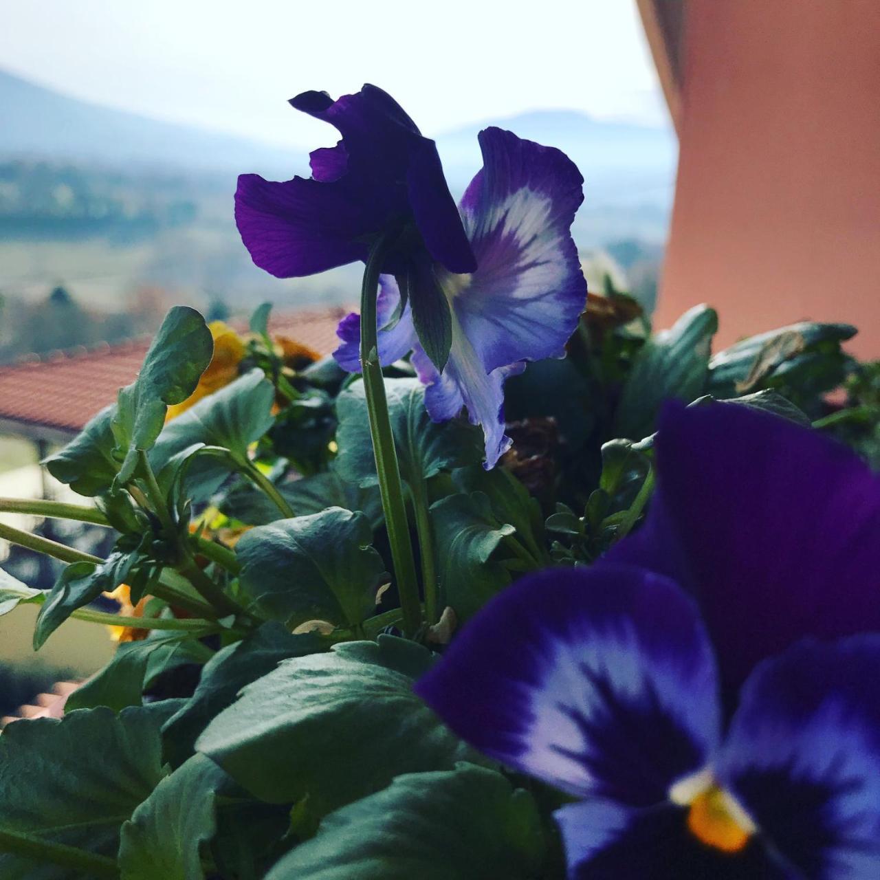 Il Pozzo Country House Collescipoli エクステリア 写真